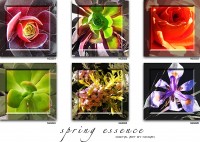 /album/gallery-one/spring-essence-1-jpg1/